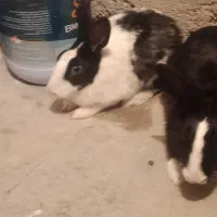 جفت خرگوش|موش و خرگوش|زابل, |دیوار