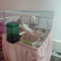 جفت عروس هلندی مولد با قفس معاوضه دوچرخه ۲۶|پرنده|پاکدشت, پاکدشت (مامازند)|دیوار