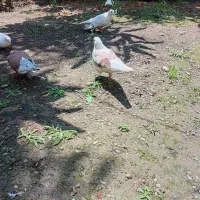 کبوتر|پرنده|ماسال, |دیوار