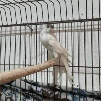 قناری سفید جوجه امسال ریز خونی بلند