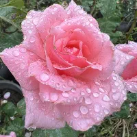 استخدام طراح فتوشاپ