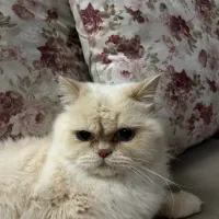 گربه پرشین رد پوینت