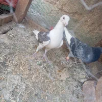 کبوتر|پرنده|زابل, |دیوار