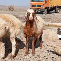 بره ومرغ|حیوانات مزرعه|چاه مرید, |دیوار