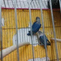 عروس و کوتوله
