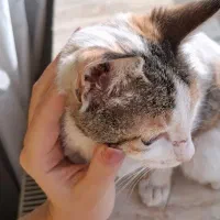 واگذاری رایگان