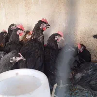 جوجه خروس و خروس محلی اصل سیاه