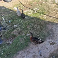 اردک و مرغ تخم گذار