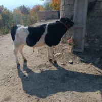 گوساله نر|حیوانات مزرعه|سیلوانه, |دیوار