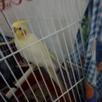 فروش عروس هلندی