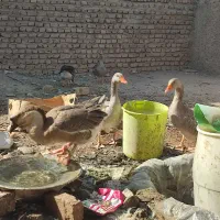 غاز و قوقاز