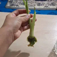 گلهای طبیعی دیفن|گل و گیاه طبیعی|ایذه, |دیوار