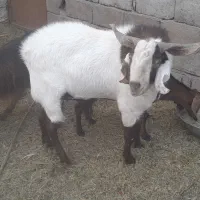 فروش فوری نری|حیوانات مزرعه|گنبکی, |دیوار