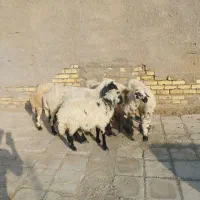 ۵ راس میش با ۳ راس بره بزرگ‌