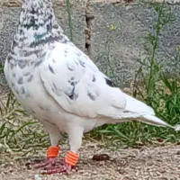 کفتر کبوتر سار سرور-دم سفید-شامی