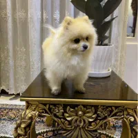 واگذار سگ پامر(پامرانین)آگهی را بخوانید