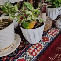 طوطی برزیلی