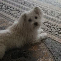 گمشده