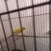 قناری زرد ماده اماده  معاوضه با قناری نر بخون|پرنده|تهران, اتابک|دیوار