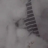 گربه پرشین ماده|گربه|کرمان, |دیوار