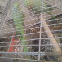 دوجفت طوطی ملنگو