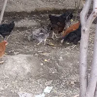 مرغ خانگی تازه به تخم رسیده قیمت توافقی پیام بدین