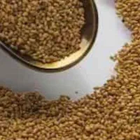 بذریونجه یک1 محلی اصل بمی در بم|خدمات باغبانی و درختکاری|بم, |دیوار