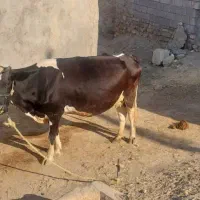 گاو و گوساله هلشتاین|حیوانات مزرعه|مسجد سلیمان, |دیوار