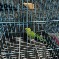 طوطی ملنگو|پرنده|آمل, |دیوار