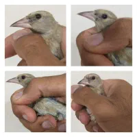 پرنده .جوجه سهره عتیغه، سقا .قناری،