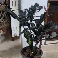 گل آپارتمانی|گل و گیاه طبیعی|یزد, |دیوار