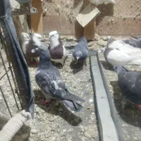 کبوترطوقی|پرنده|گلبهار, شهر جدید گلبهار|دیوار