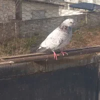 کبوتر پرشی|پرنده|قائمشهر, |دیوار