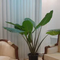گل بابا آدم