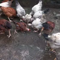 جوجه گردن لختی ۱۱عدد یکجا فروش