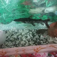 ماهی کت دراگون