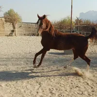 اسب سواری کامل|اسب و تجهیزات اسب‌سواری|اصفهان, بوستان ناژوان|دیوار