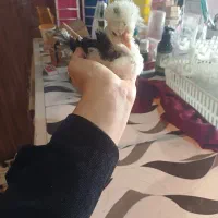 فروش جوجه|حیوانات مزرعه|لنگرود, |دیوار