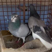 دمگیر|پرنده|اصفهان, مشکین|دیوار