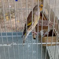 سهره قناری