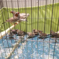 فنج کینگ وزبرا سلامت|پرنده|تهران, مینای جنوبی|دیوار