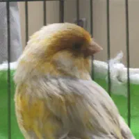 قناری نروماده جفت1500|پرنده|اصفهان, امامزاده اسماعیل|دیوار