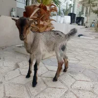 کهره ماده|حیوانات مزرعه|چغادک, |دیوار