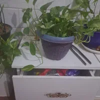 گلهاباگلدونها