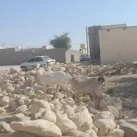 بز اشکالی کهره نر زیرش هیکلی و یدونه بز آبستن|حیوانات مزرعه|مهران (هرمزگان), |دیوار