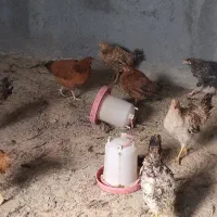 مرغ و خروس بالای 4ماه|حیوانات مزرعه|قنوات, |دیوار