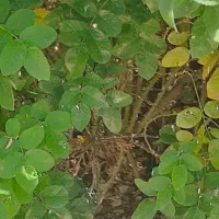 نهال گل محمدی