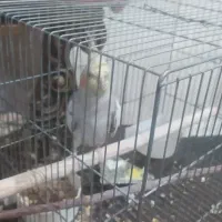 یک جفت عروس هلندی و یک ماده قناری رسمی