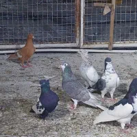 کبوتر رنگی|پرنده|شیراز, سلطان آباد|دیوار