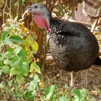 بوقلمون ماده